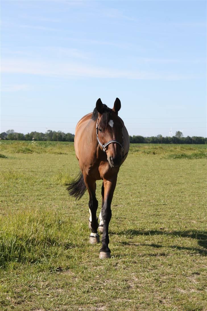 Dansk Varmblod Enghøjgaard M. Masson.  - Fotograf: Maiken Bonde <3 billede 10