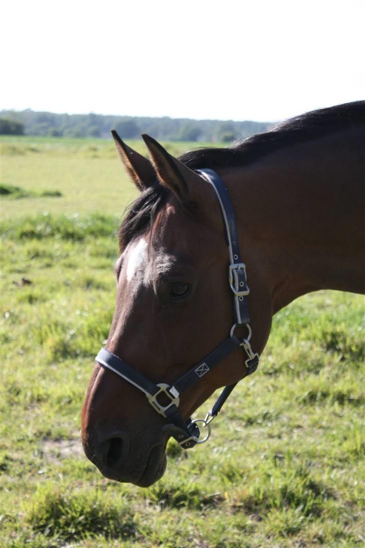 Dansk Varmblod Enghøjgaard M. Masson.  - Fotograf: Maiken Bonde <3 billede 11