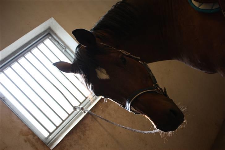 Dansk Varmblod Enghøjgaard M. Masson.  - Fotograf: Maiken Bonde <3 billede 12