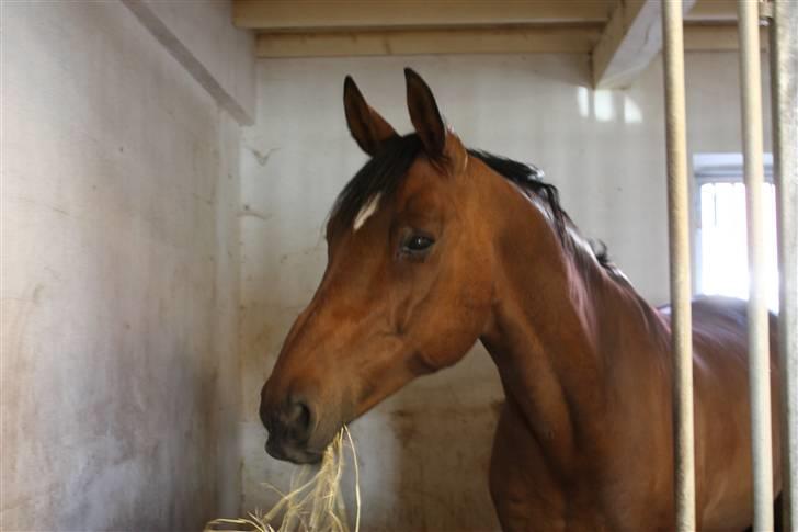 Dansk Varmblod Enghøjgaard M. Masson.  - Fotograf: Maiken Bonde <3 billede 13