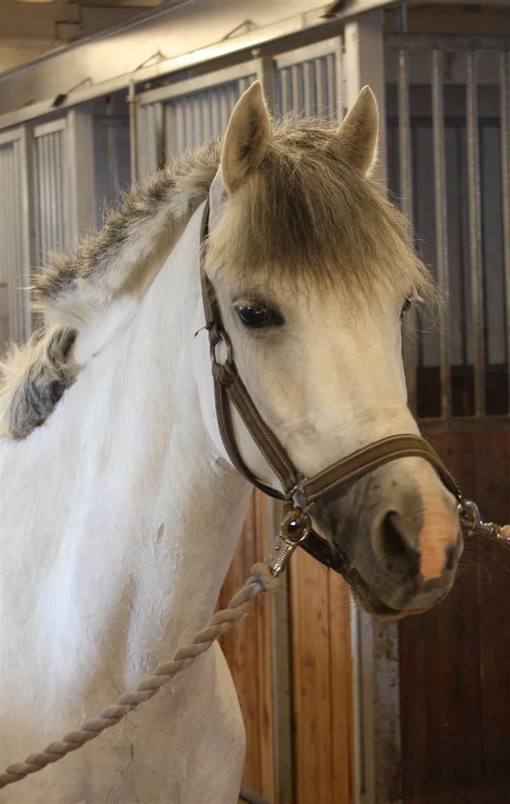 Anden særlig race Malu <33 - Fotograf: Maiken Bonde <3 billede 15