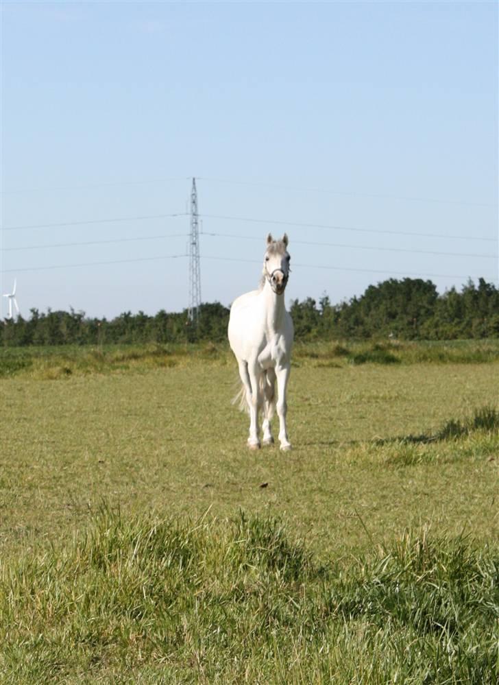 Anden særlig race Malu <33 - Fotograf: Maiken Bonde <3 billede 16