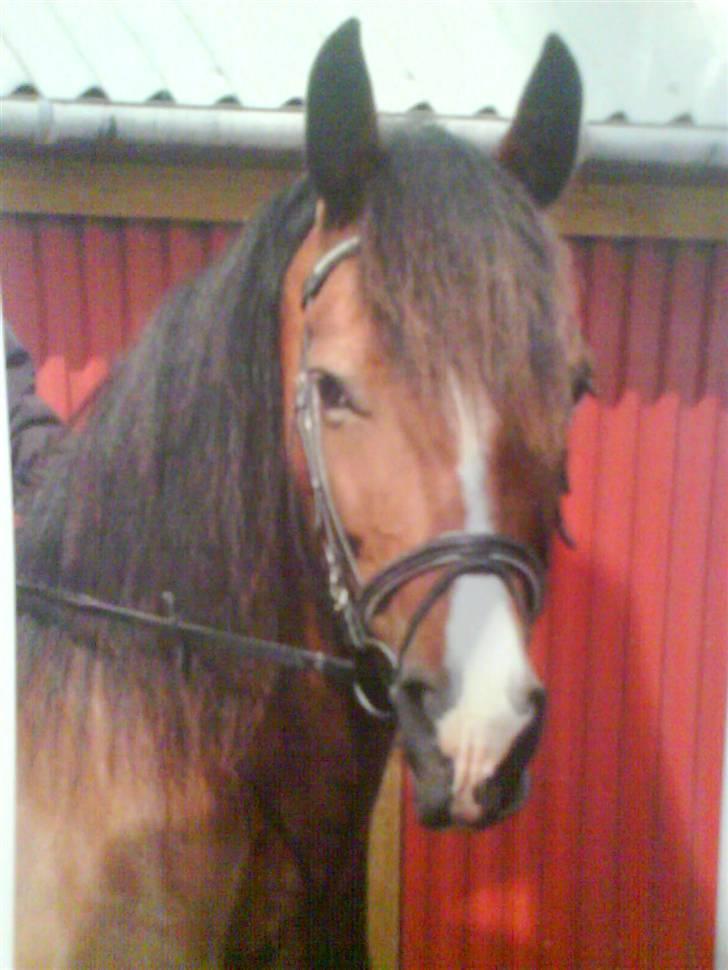 Welsh Cob (sec D) sunshine billede 1