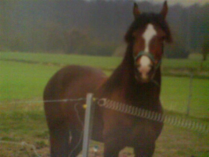 Welsh Cob (sec D) sunshine billede 3