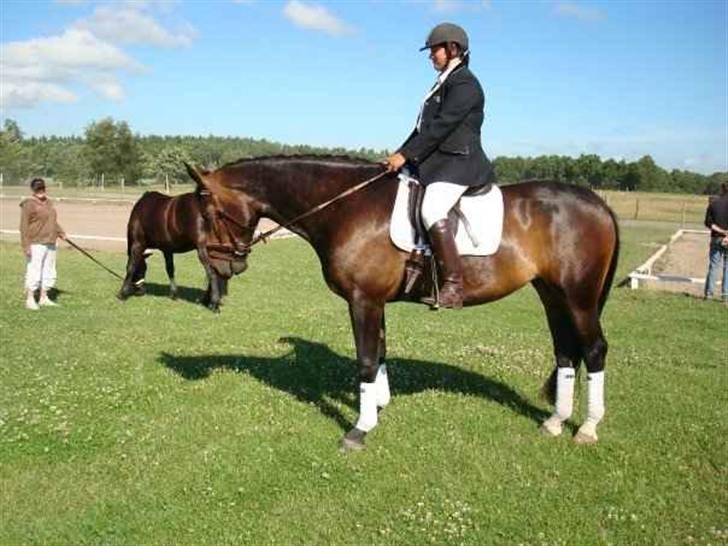 Oldenborg sentinali af danevang billede 8