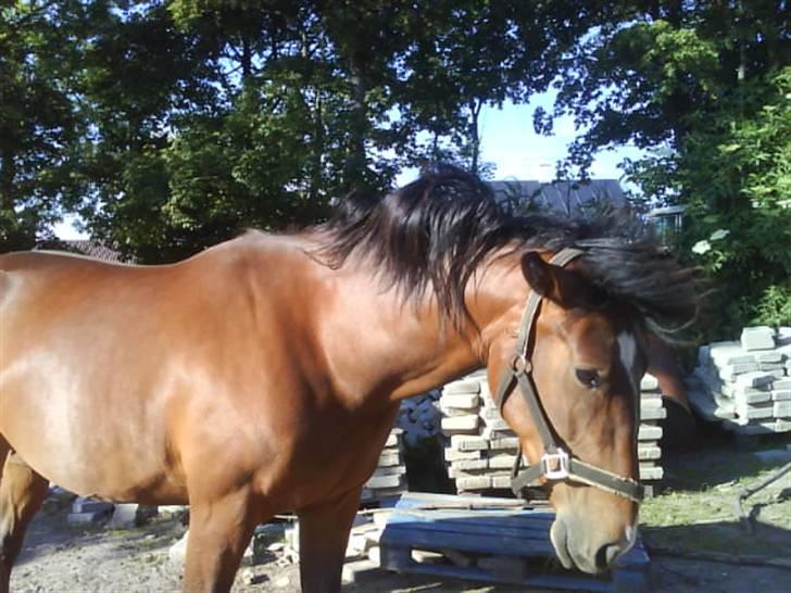 Anden særlig race Surprise :(Rider ikke mer - ryste ryste ryste :P billede 1