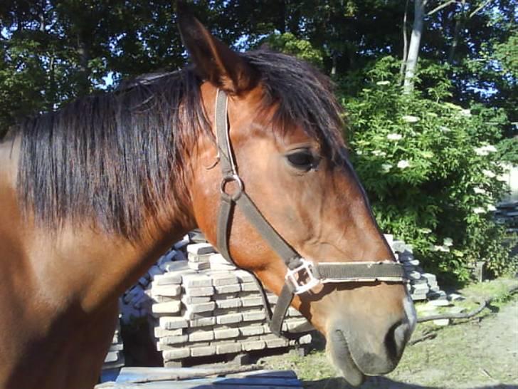 Anden særlig race Surprise :(Rider ikke mer billede 2