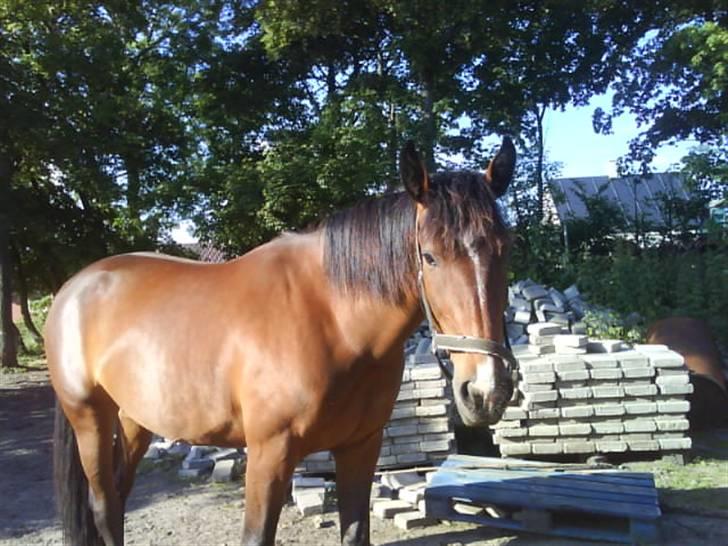 Anden særlig race Surprise :(Rider ikke mer billede 3