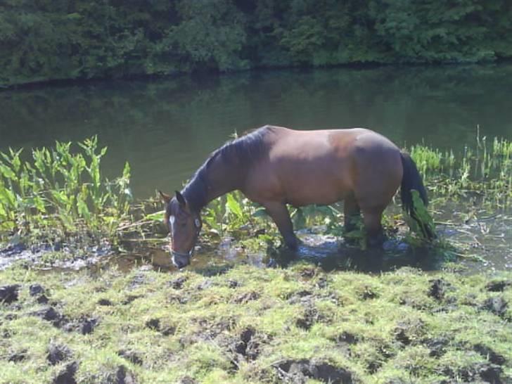 Anden særlig race Surprise :(Rider ikke mer billede 6