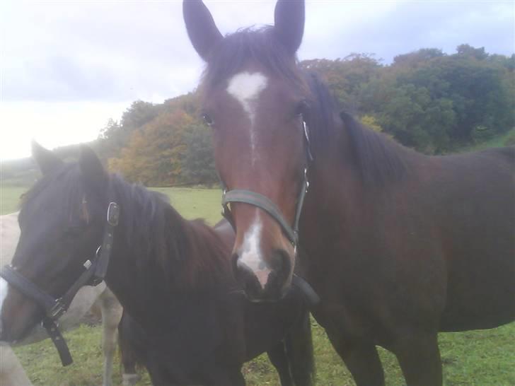 Anden særlig race Surprise :(Rider ikke mer billede 7