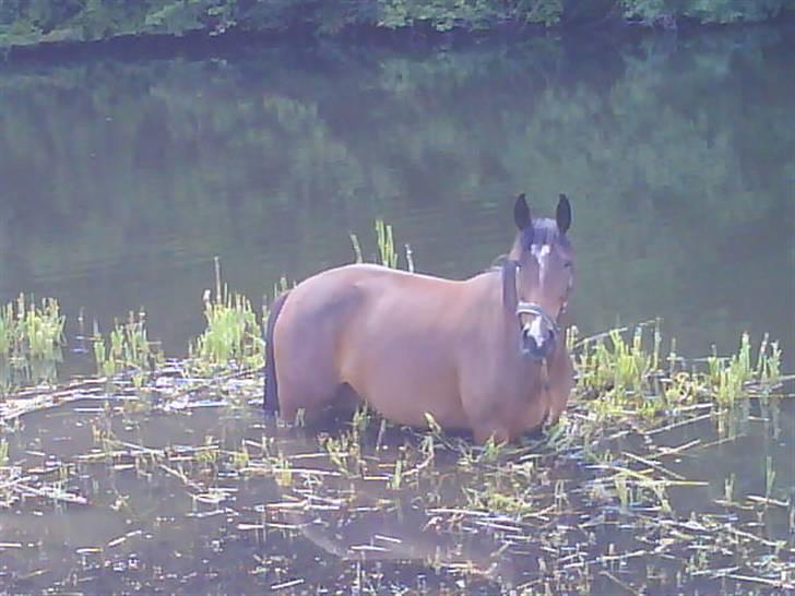 Anden særlig race Surprise :(Rider ikke mer billede 8