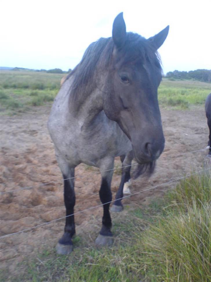 Noriker  Molly RIP. billede 3