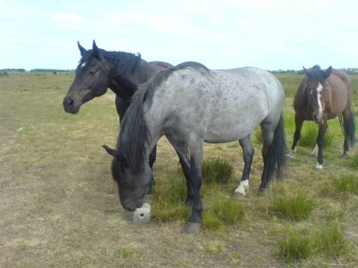 Noriker  Molly RIP. billede 4