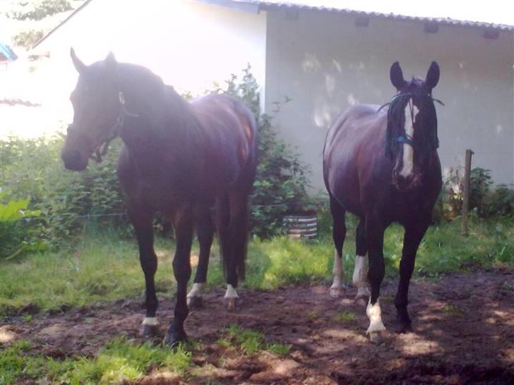 Oldenborg Joy  - Ren idyl. Sikke et skår syns joy billede 17