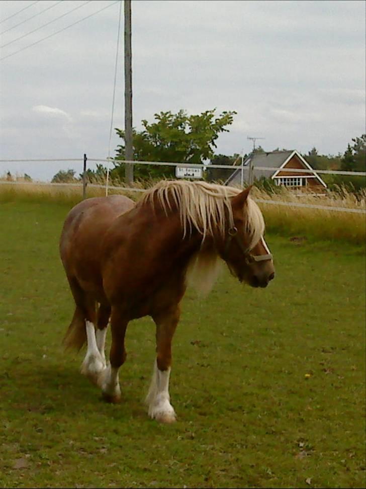 Anden særlig race Mac Gregor  - jaa på fold billede 4
