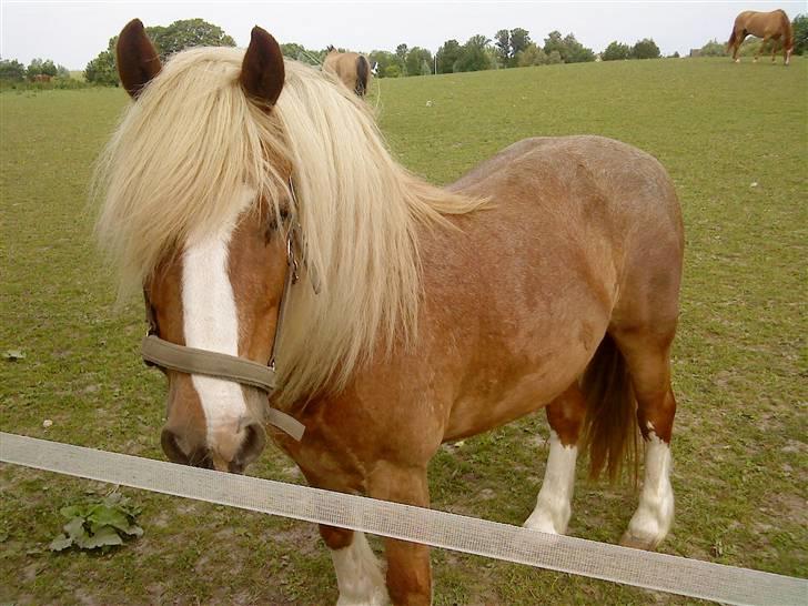 Anden særlig race Mac Gregor  - jaaaa på fold mmm har du en gulerød billede 5