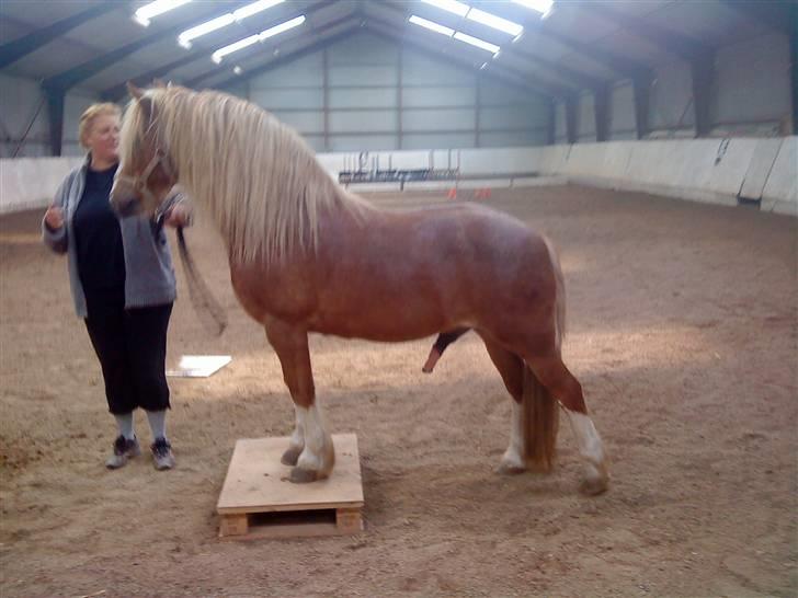 Anden særlig race Mac Gregor  - se hvad jeg kan morrr billede 6