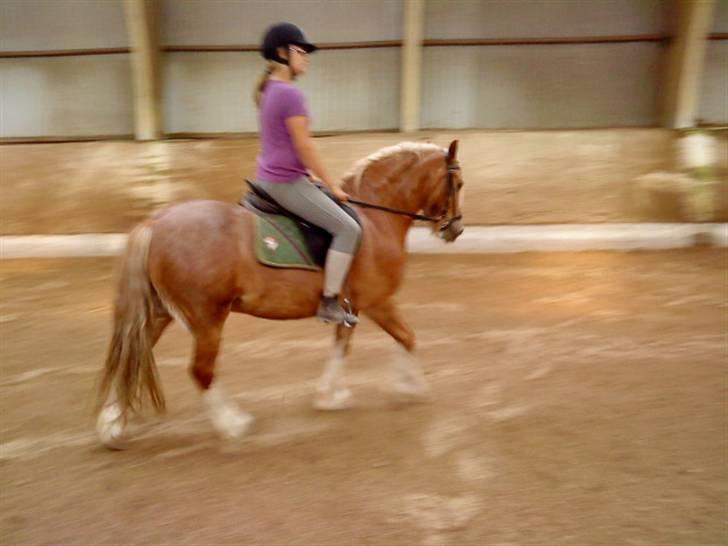 Anden særlig race Mac Gregor  - lidt dressur:) billede 7