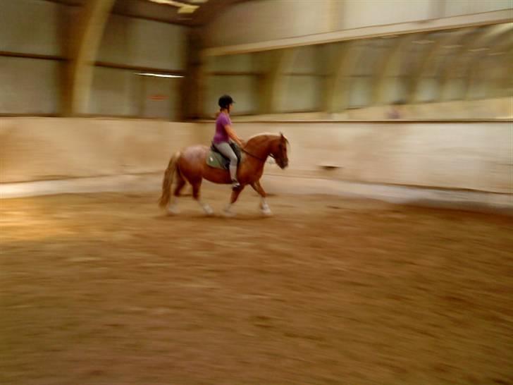 Anden særlig race Mac Gregor  - lidt dressur:) billede 8