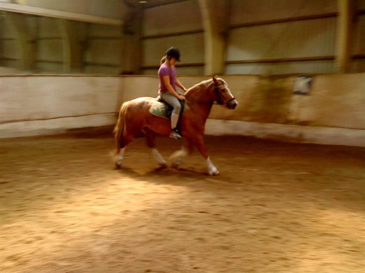 Anden særlig race Mac Gregor  - lidt dressur:) billede 9