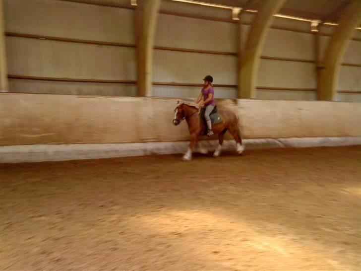 Anden særlig race Mac Gregor  - lidt dressur:) billede 10