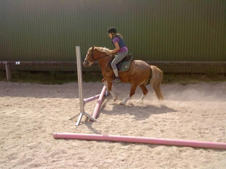 Anden særlig race Mac Gregor  - lidt spring hehe billede 11