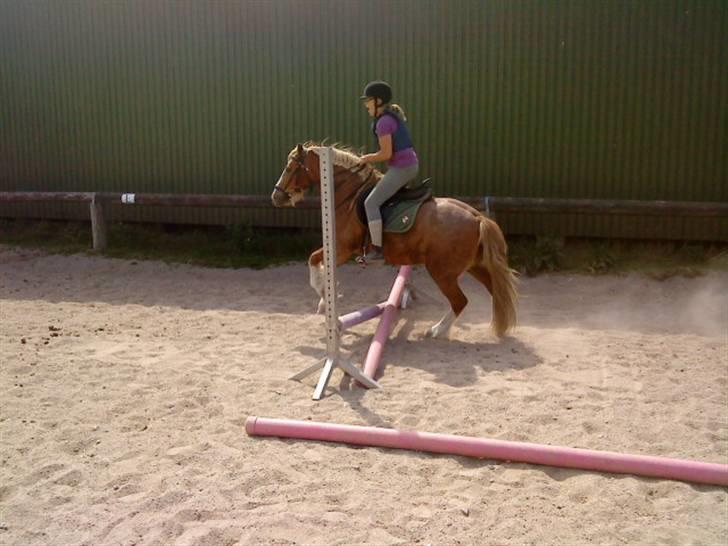 Anden særlig race Mac Gregor  - lidt spring hehe billede 12