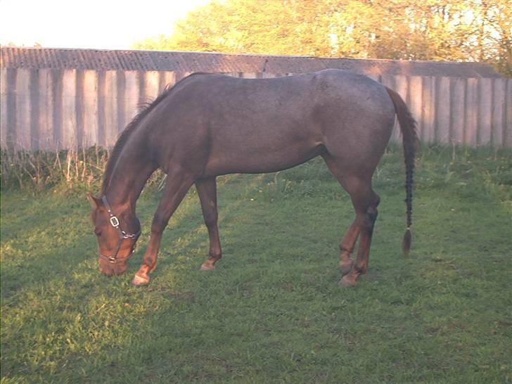 Appaloosa HHgomiss Mazie bar Solgt - Her hun 3 år gammel billede 20