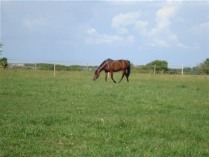 Pinto Hoelgaard´s wild lakuma   billede 10