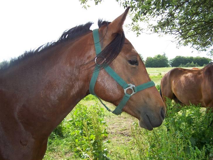 New Forest Lundgaards Cointreau billede 20