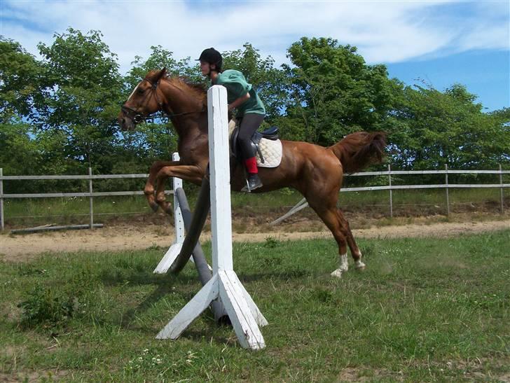 Dansk Varmblod Dane-vangs Red Lady SOLGT billede 13