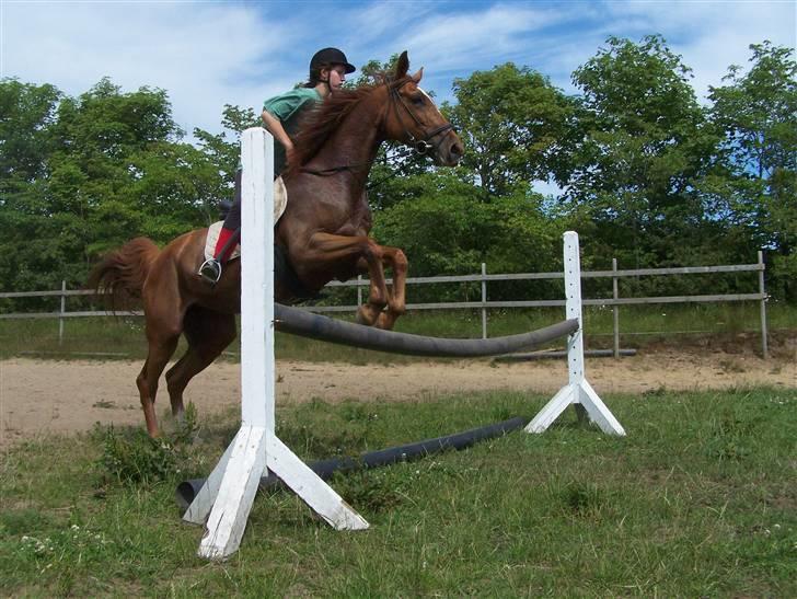Dansk Varmblod Dane-vangs Red Lady SOLGT billede 14