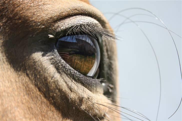 Dansk Varmblod Fru larsen<3 billede 17