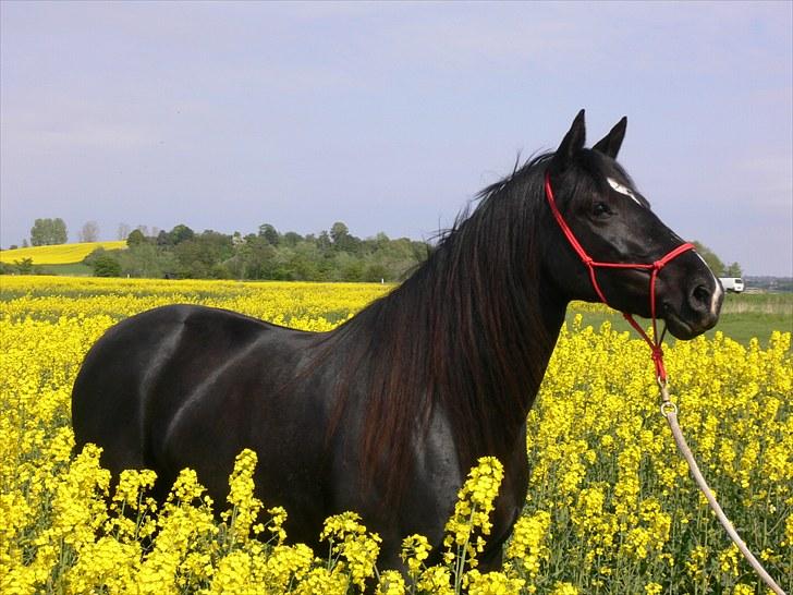 Anden særlig race Gazella RIP - Gazella i rapsmarken billede 4