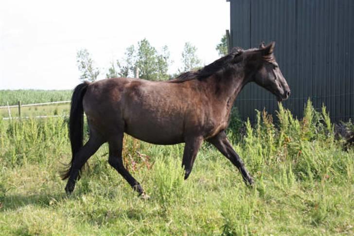 Anden særlig race Beauty R.I.P - Foto:Signe Bendsen - Beauty på folden billede 11