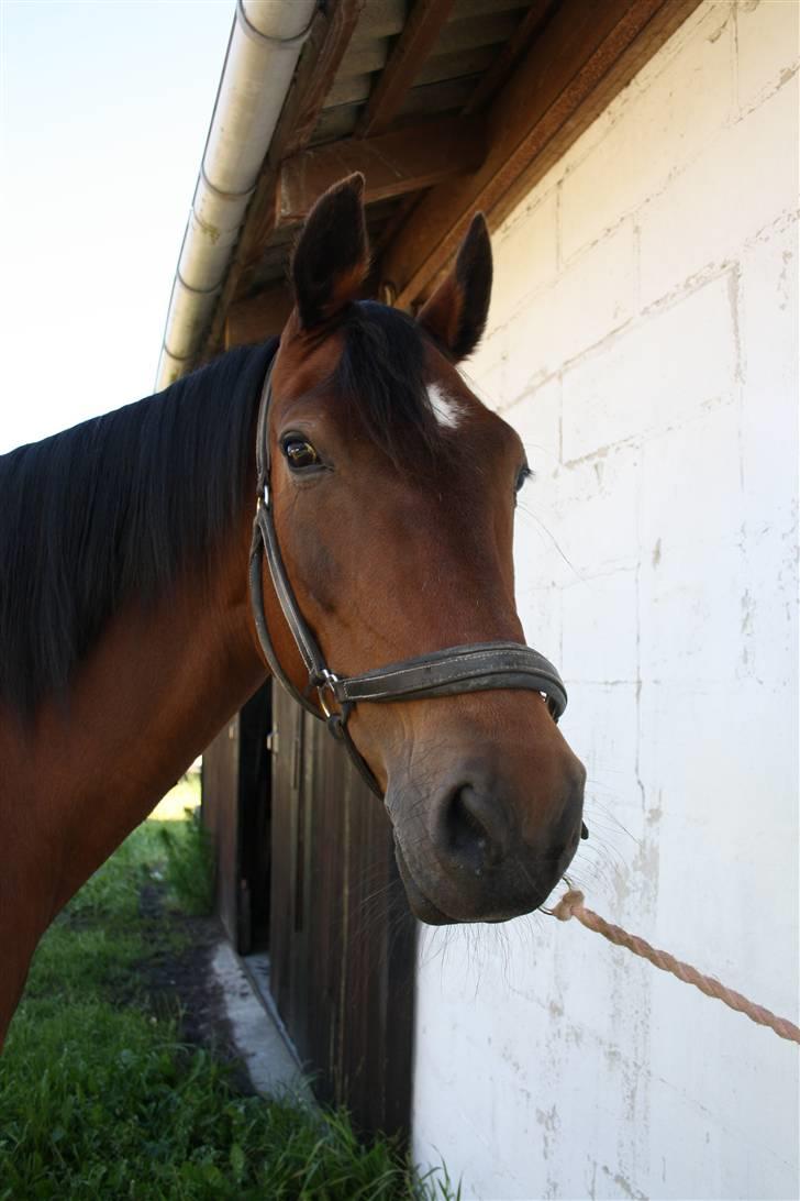 Dansk Varmblod Fru larsen<3 billede 18