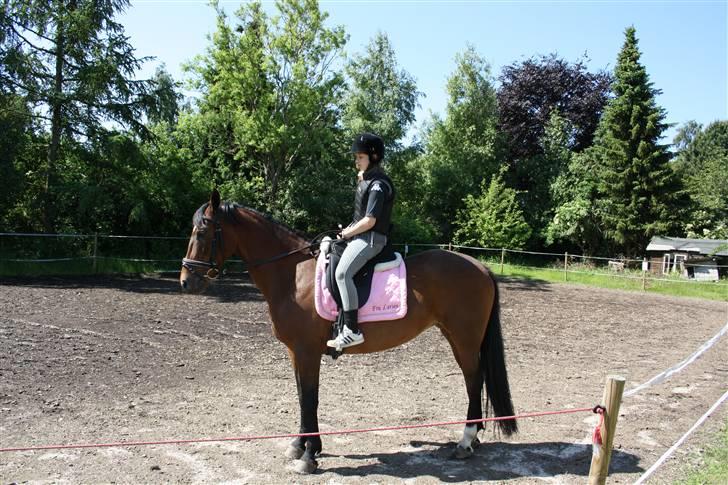 Dansk Varmblod Fru larsen<3 billede 19