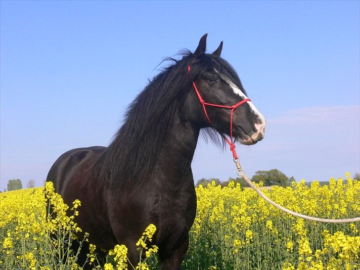 Tinker Zarmora R.i.P - Zarmora i rapsmarken billede 1