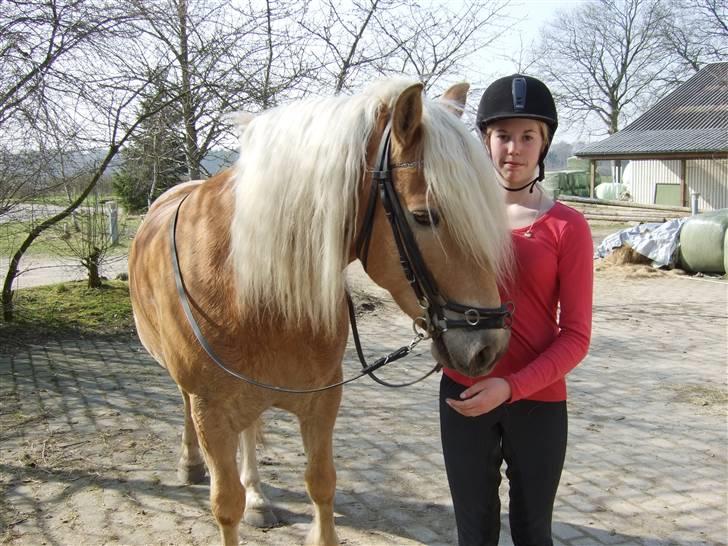 Tyroler Haflinger Whisper Elghuset - Whisper og jeg, da vi var ved at lære hinanden at kende. billede 12