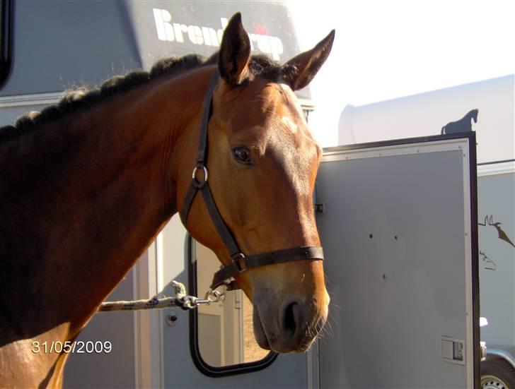 Dansk Varmblod Latino - Søde mus ! billede 3