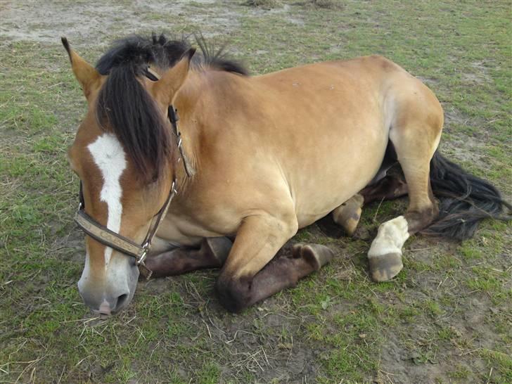 Anden særlig race Nemo - 27-06-09 billede 9