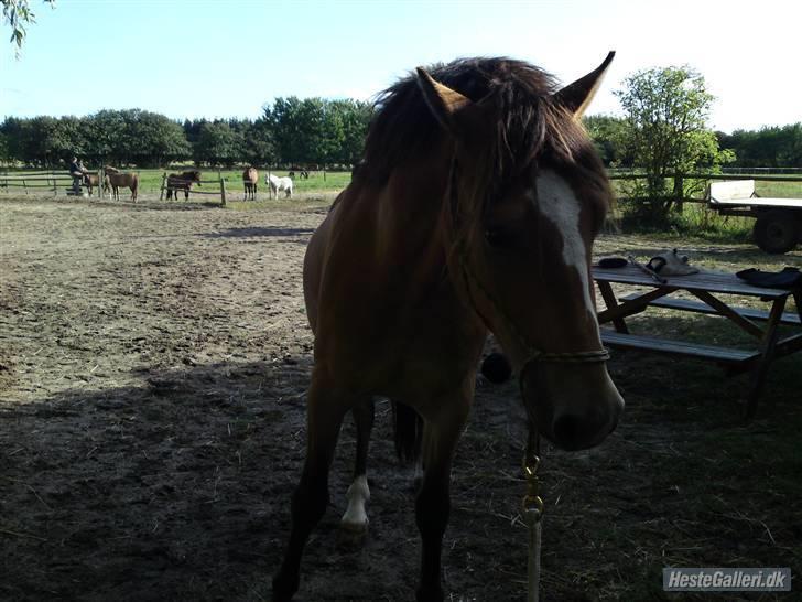 Anden særlig race Nemo billede 10