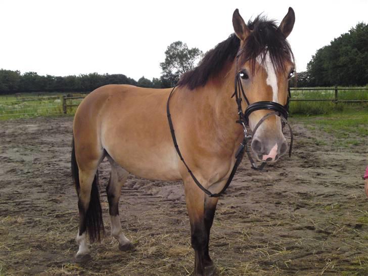 Anden særlig race Nemo - 18-07-09 billede 11