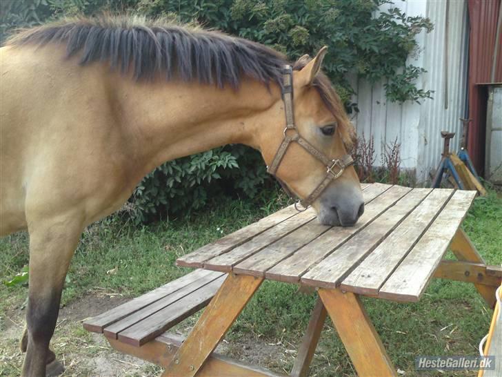 Anden særlig race Nemo billede 12