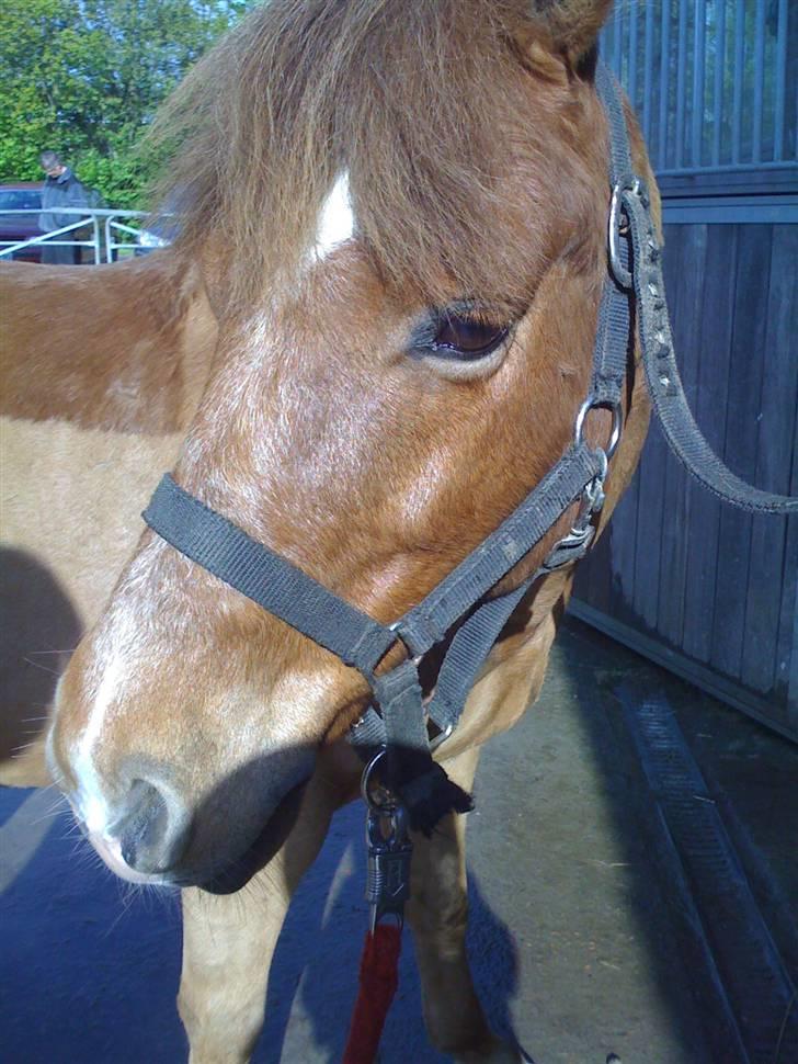 Anden særlig race Lucas - Charme, selvtillid og lækker man ;-) billede 4