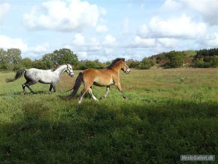 Anden særlig race Nemo billede 13