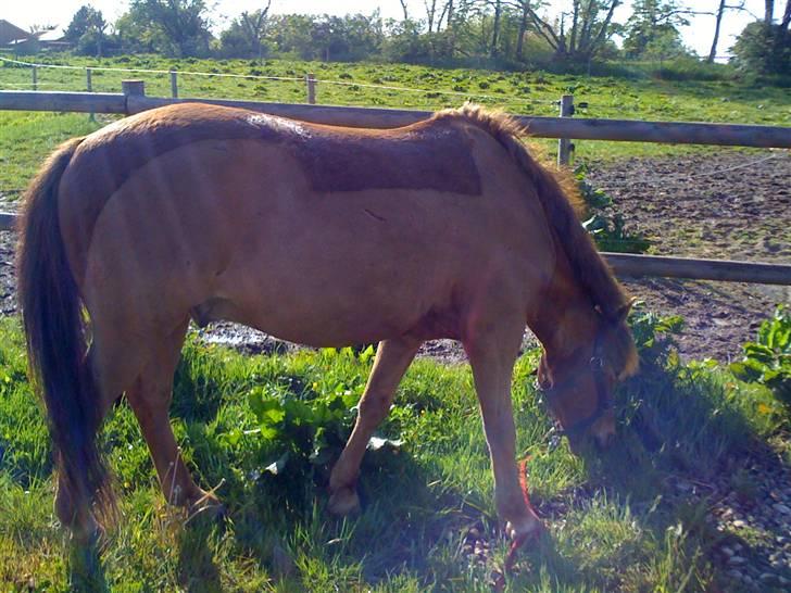Anden særlig race Lucas - hmmm jeg elsker græs! billede 5