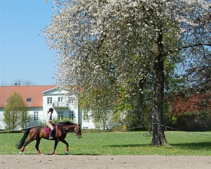 Dansk Varmblod Legrando lyngkær - nr 17. mig og legrando efter en dejlig ride tur billede 18