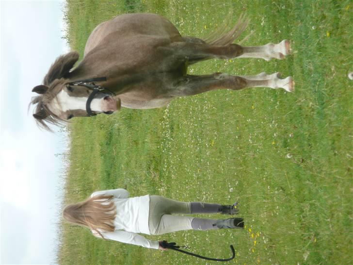 Welsh Pony (sec B) Sandets Silver - Kæmpe Silver! billede 10