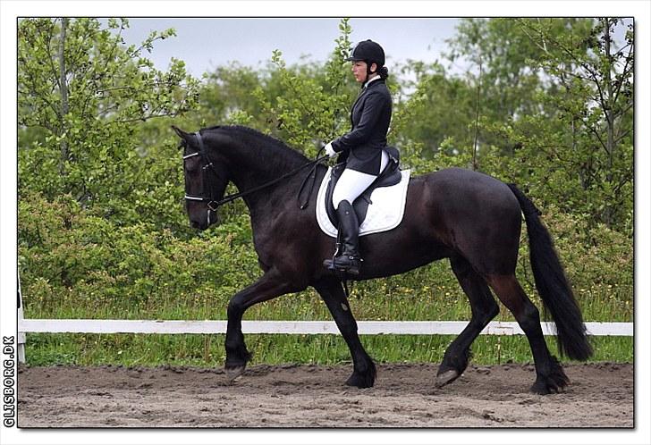 Frieser Tjoke - Stævne i Thorsø billede 1
